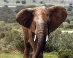 Châu Phi có thể sạch bóng voi rừng