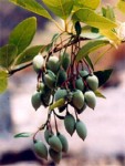 Cà na mùa nước nổi