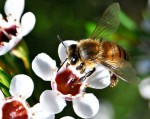 Hoa phát điện để 'dụ dỗ' ong