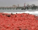 Bãi biển chuyển màu đỏ vì xác tôm