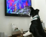 Kênh truyền hình dành cho chó
