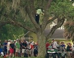 Golf thủ đánh bóng trên cây