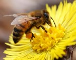 Chính phủ Mỹ bị kiện vì ong