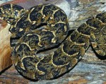 10 loài rắn độc nhất hành tinh
