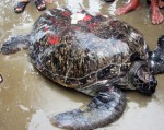 Rùa quý nặng 110 kg được thả về biển
