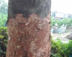300 cây xanh ở Hà Nội bị 'bức tử'