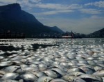Cá chết hàng loạt trong phá tại Brazil