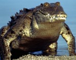 Những điều thú vị về loài cá sấu