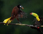 Chiếc mỏ sặc sỡ của chim Toucan