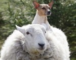 Cừu hành xử như chó