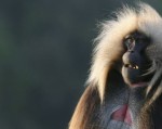 Loài khỉ biết 'nói tiếng người'