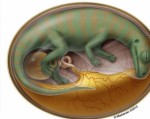 Hóa thạch trứng khủng long 'cổ nhất thế giới'