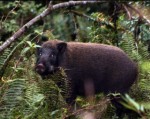 Giới chức Mỹ đau đầu vì lợn rừng