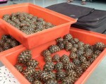 Giới bảo tồn sốc vì vụ buôn lậu rùa hiếm ở Thái