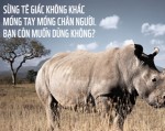 Sừng tê giác có thành phần giống móng tay người