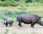 Sừng tê giác được tiêm thuốc để chống săn trộm