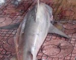 Cá mập trắng xuất hiện tại bãi tắm ở Quy Nhơn