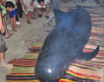 Cá voi lại dạt vào bờ biển Quảng Bình