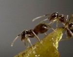 Loài kiến bí ẩn 'bấm' chuông lúc nửa đêm