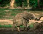 Thảm sát voi ngay giữa di sản thế giới