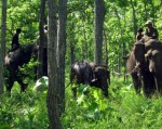 Bắn thuốc mê cứu voi rừng sập bẫy