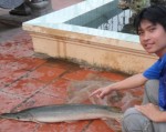 Bắt được cá hình mũi tên ở Bắc Giang