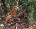 Hổ Sumatra tại Indonesia có thể sớm tuyệt chủng