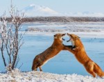 Ảnh đẹp nhất tháng 7/2013 của National Geographic