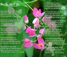 Bài thơ "Hai sắc hoa ti gôn" được nhiều thế hệ trẻ Việt Nam yêu thích. Ảnh: Internet.