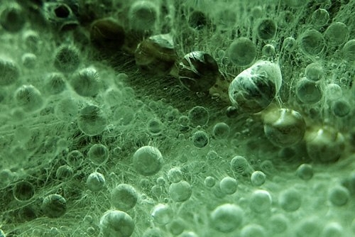 e2-jpg-1362996385-1362996526_500x0.jpg