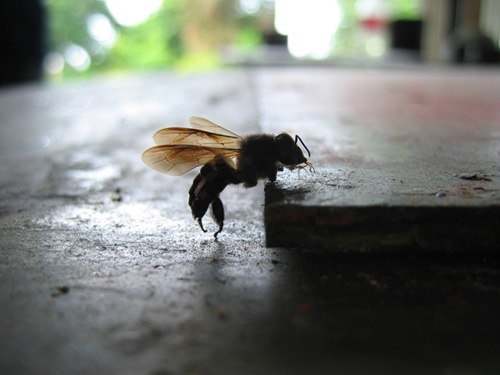 e5-jpg-1362996526_500x0.jpg