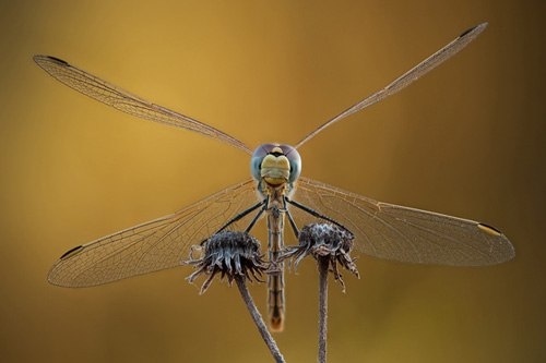 e8-jpg-1362998214-1362998647_500x0.jpg