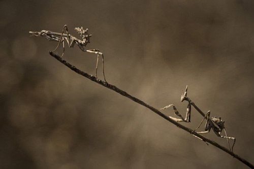 Trang Nphoto tổng hợp những bức ảnh Macro (ảnh chụp cận ảnh) - thể loại chụp ảnh đòi hỏi người chụp kiên nhẫn chờ đợ để