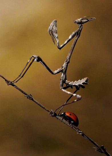 m4-jpg_1362998299[1076086775].jpg